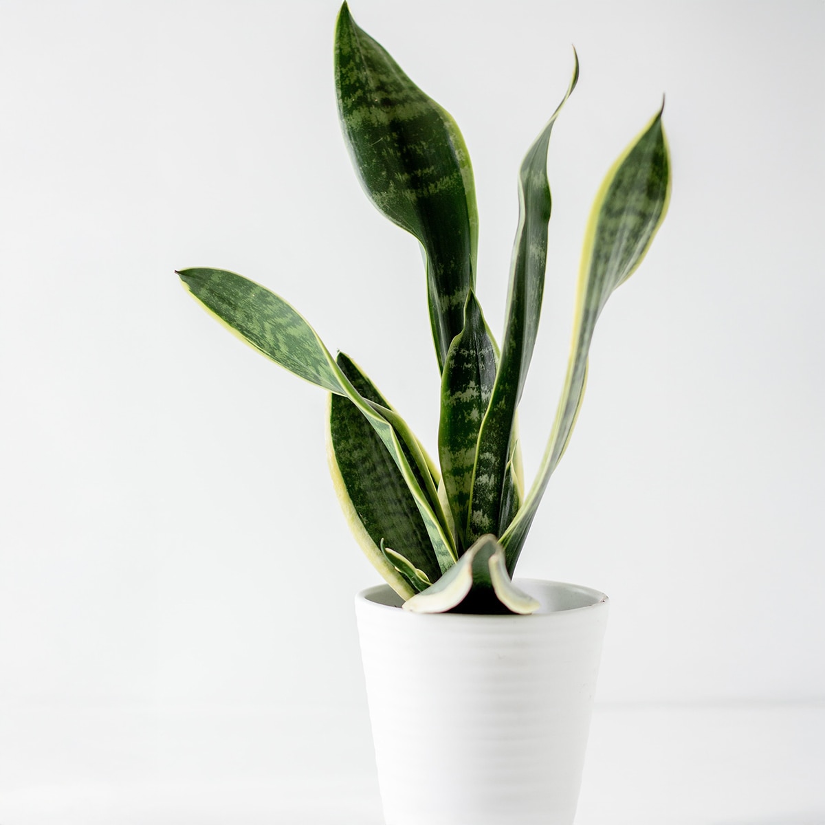 Snake Plants indoor plant Snake Plants indoor plant