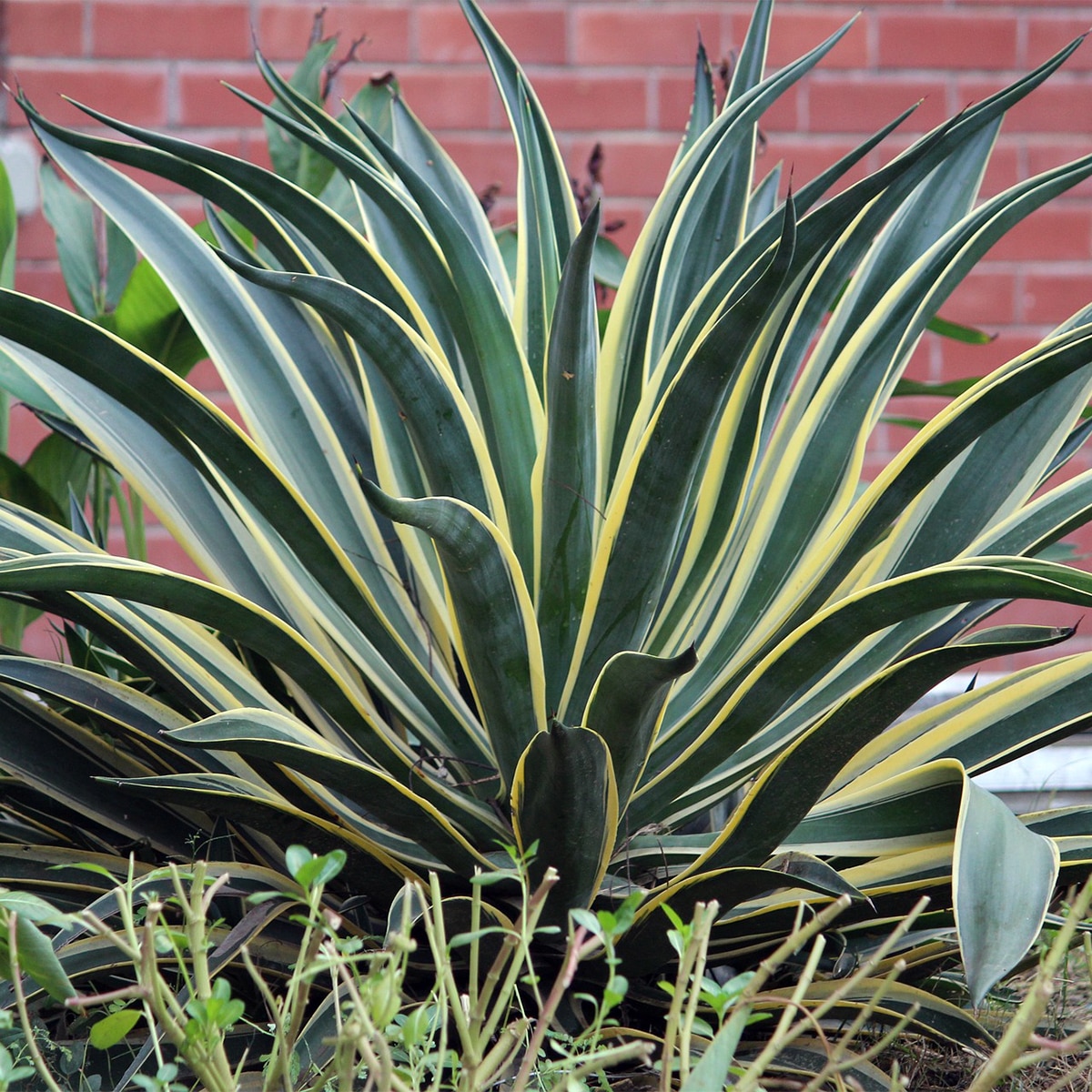 Snake Plants keeping rules Snake Plants keeping rules