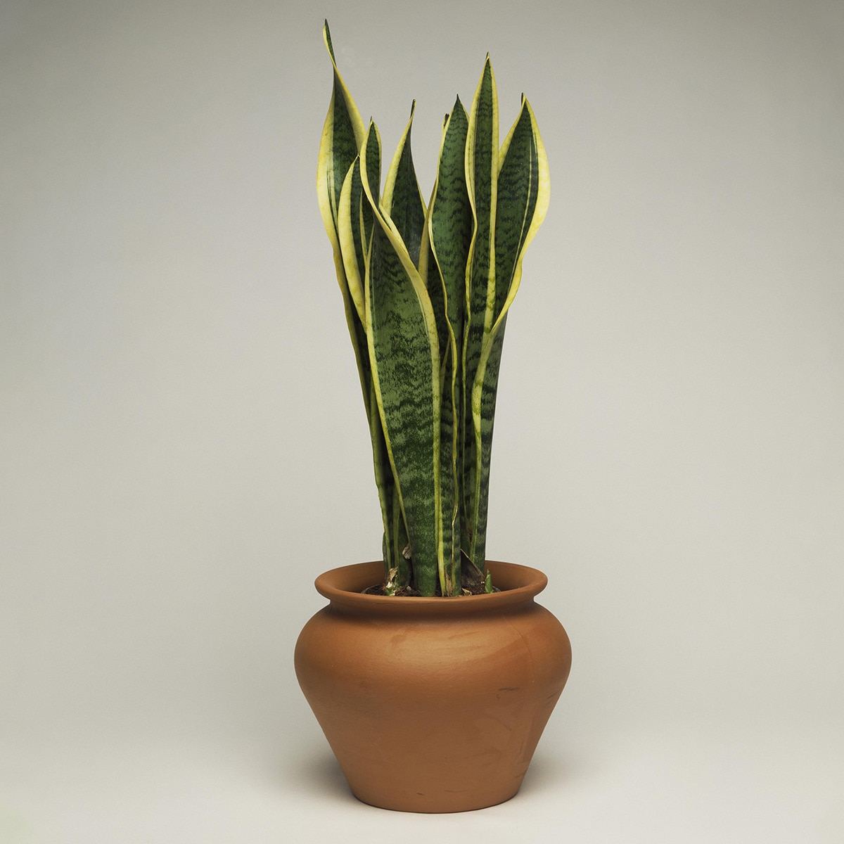 Snake Plants photo Snake Plants photo