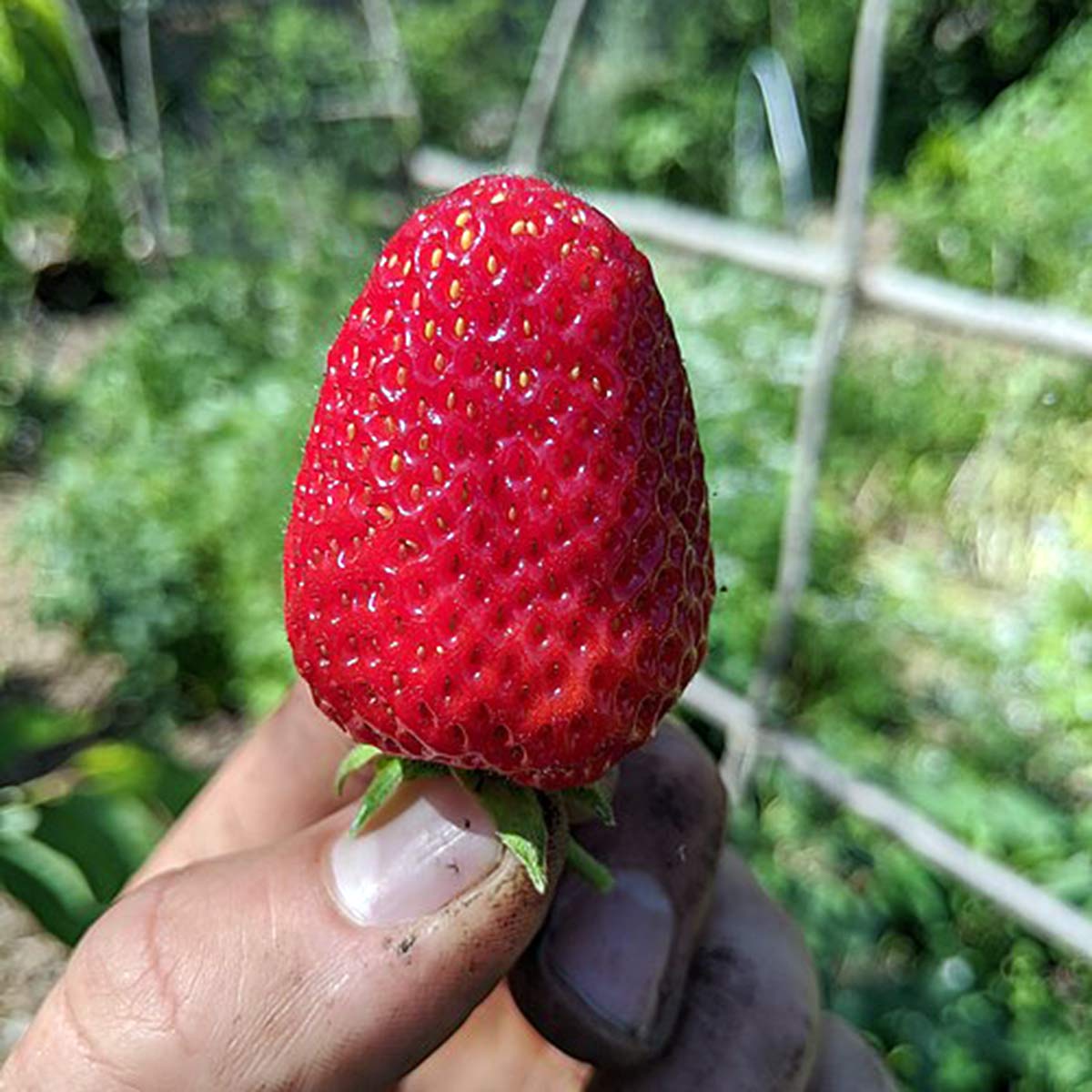 strawberry agriculture strawberry agriculture