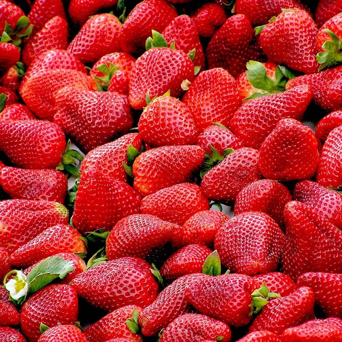 how to grow strawberry how to grow strawberry