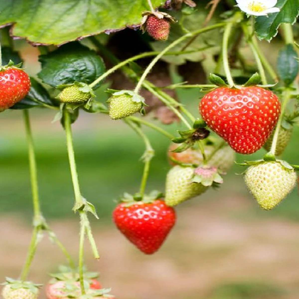 strawberry plants strawberry plants