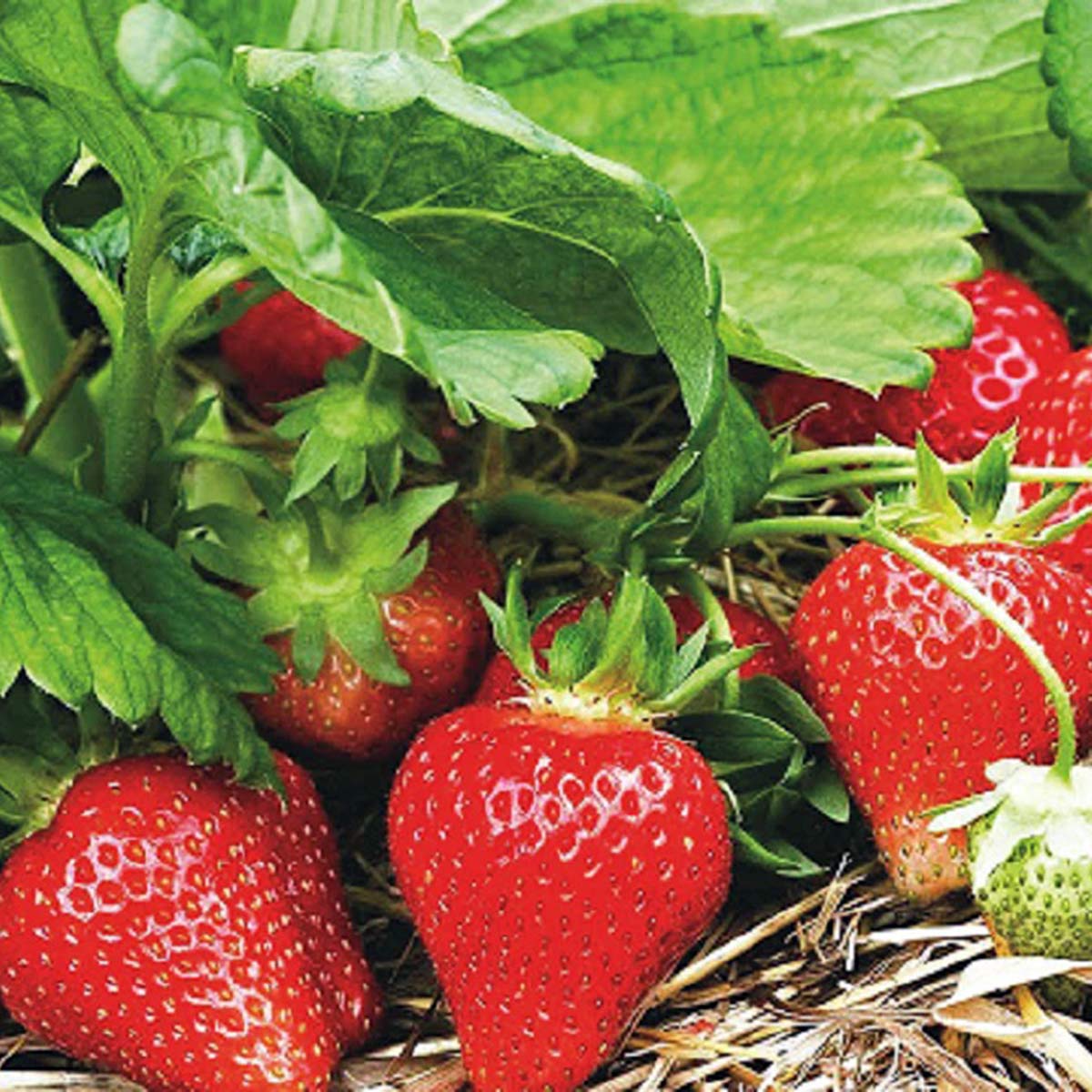 strawberry chaas strawberry chaas