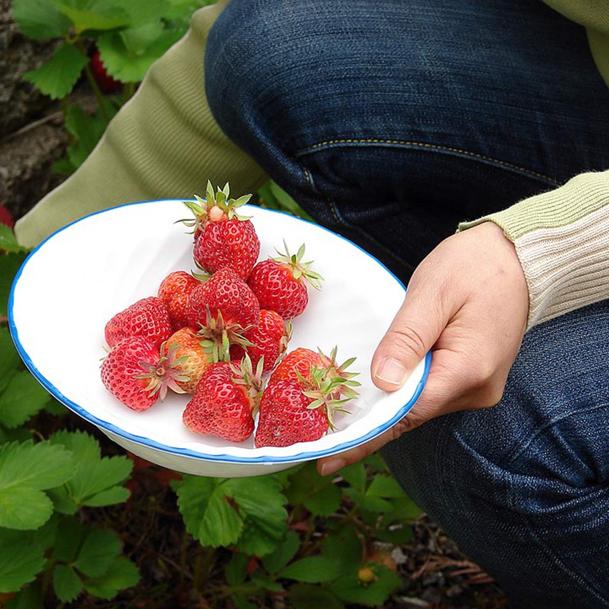 strawberry photos strawberry photos