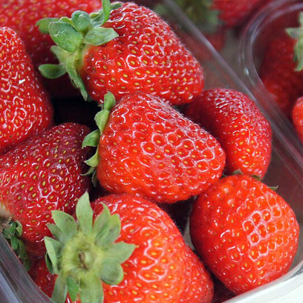 strawberry farming tips strawberry farming tips