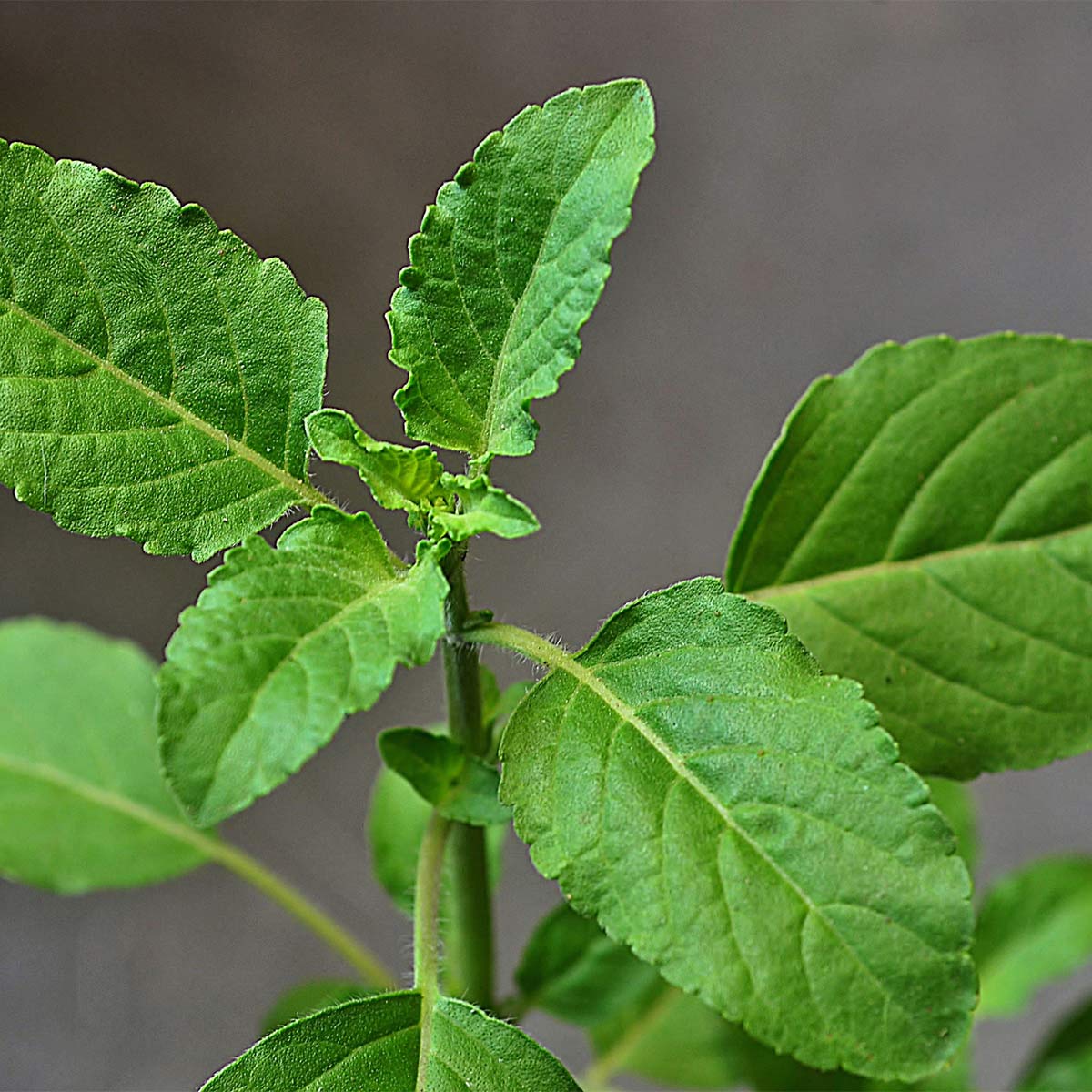 Tulsi Tulsi