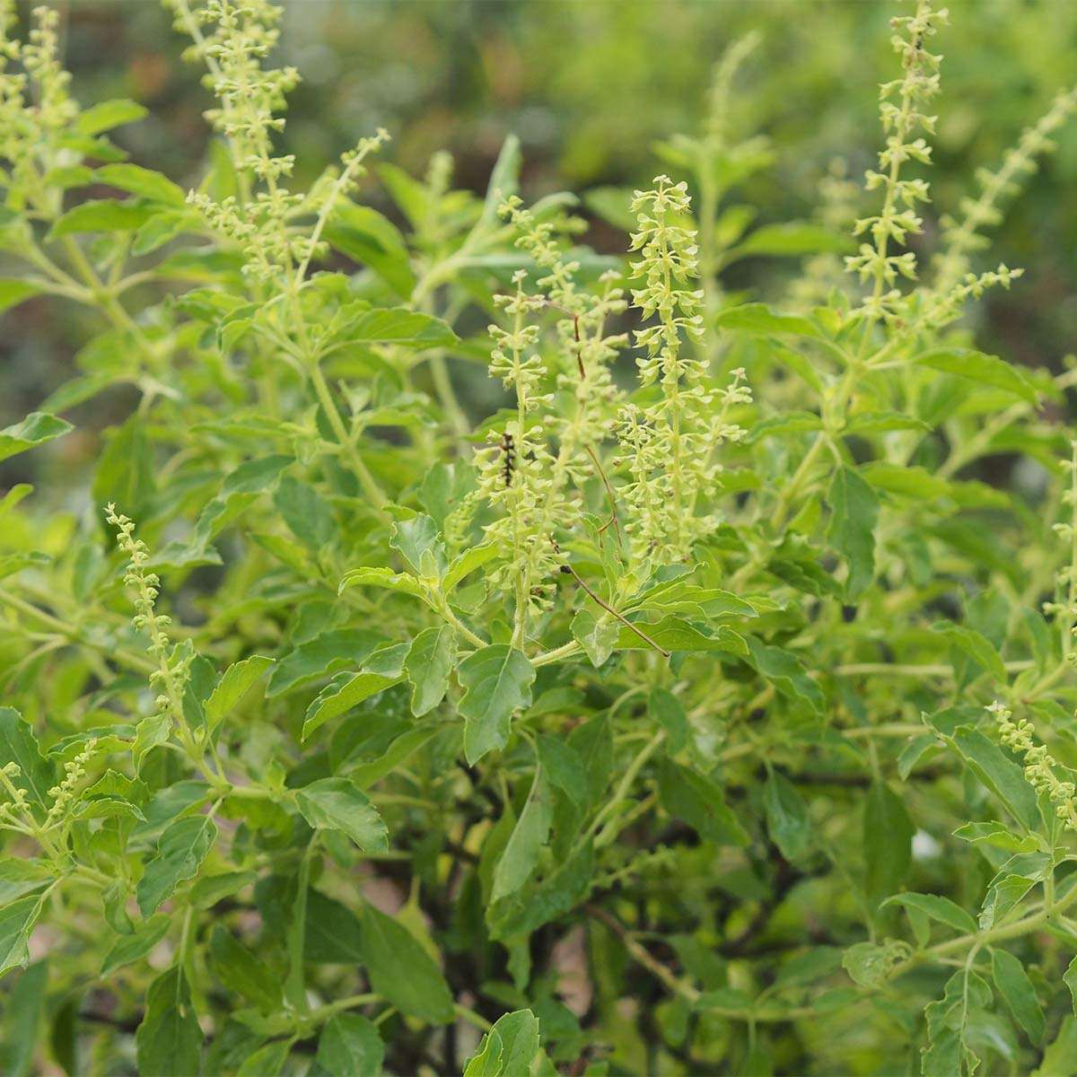 Tulsi vastu Tulsi vastu