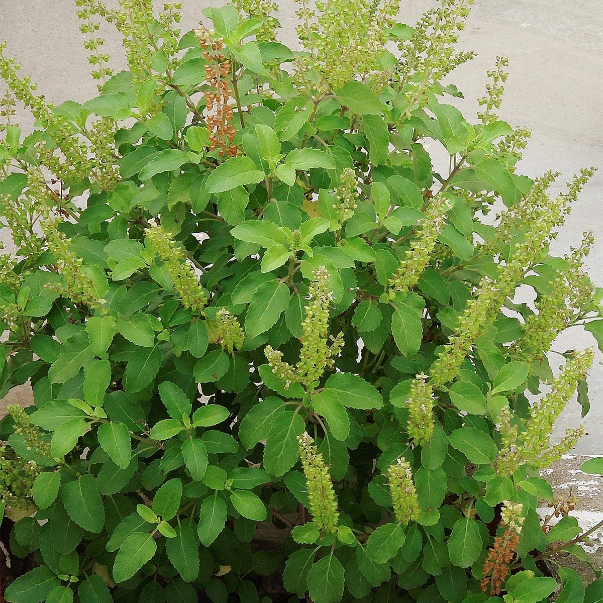 Tulsi vastu rules Tulsi vastu rules