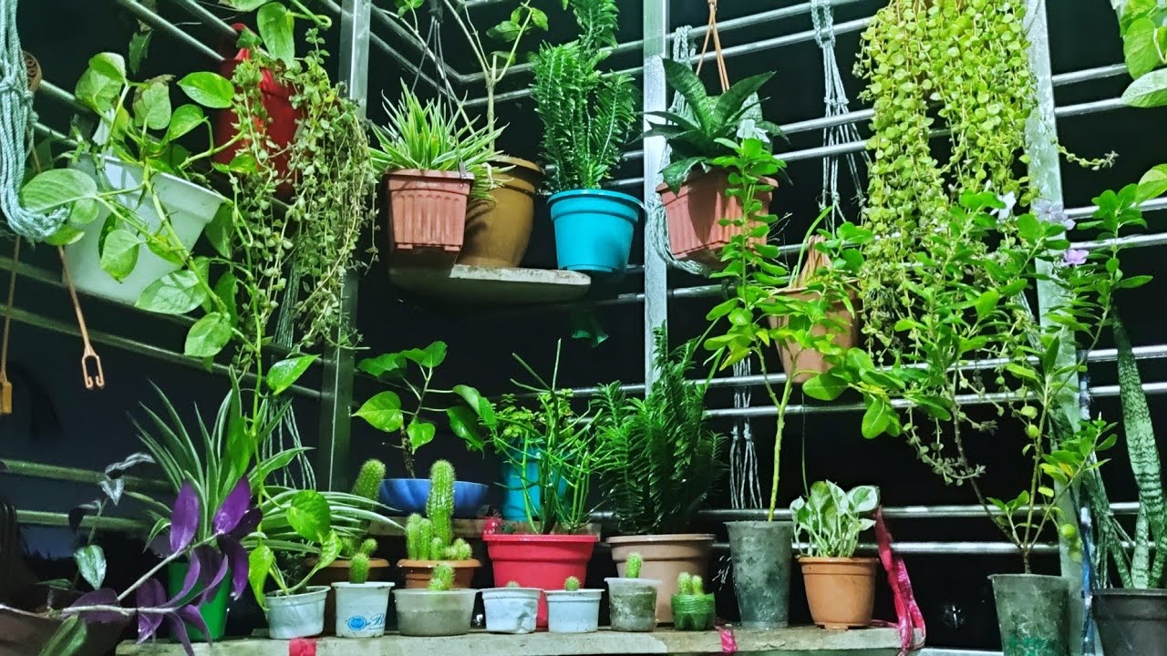 unlucky plant unlucky plant