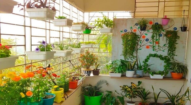 unlucky plant unlucky plant