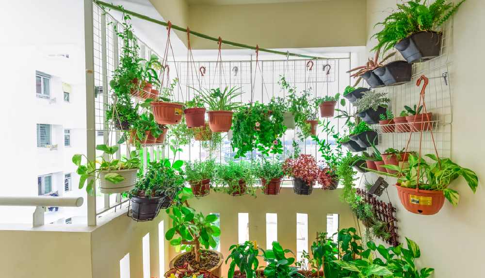 unlucky plant unlucky plant