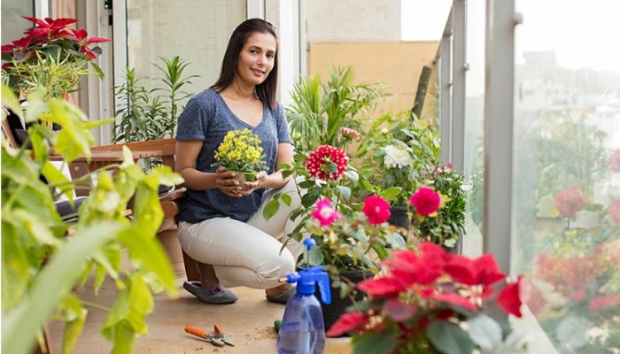 unlucky plant unlucky plant