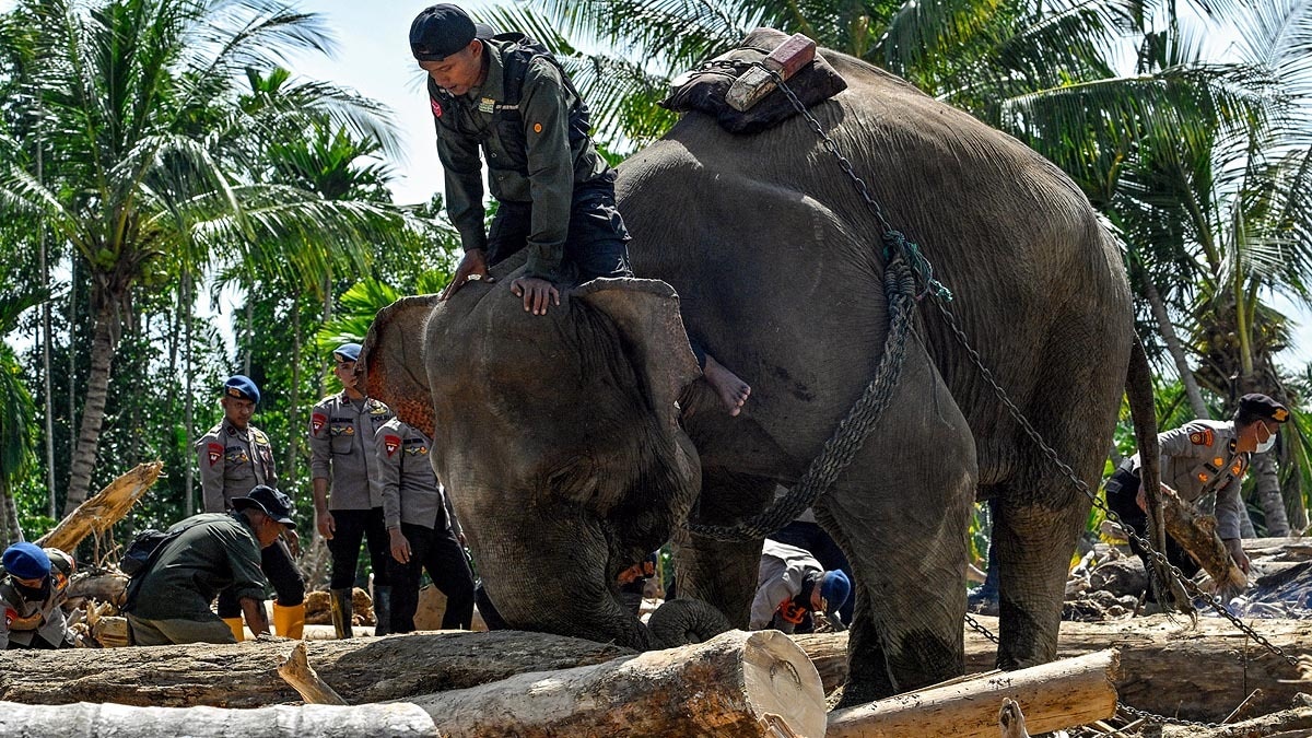 সুমাত্রা সুমাত্রা