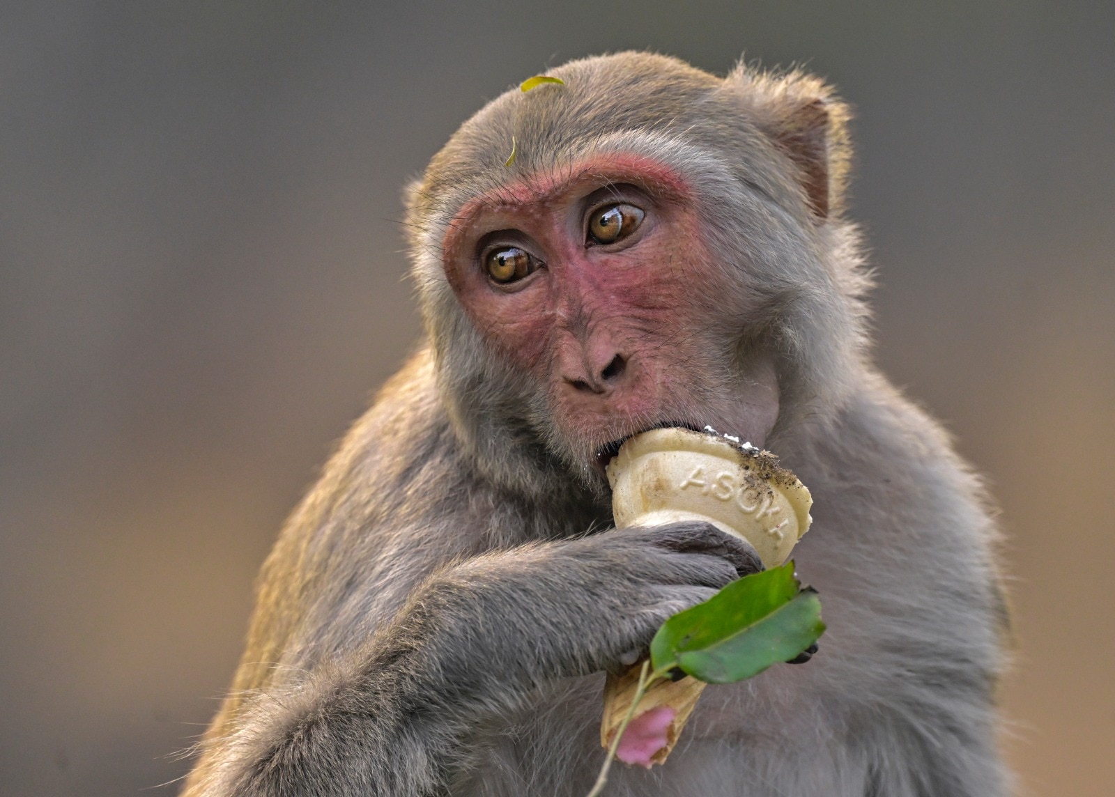 টিকিটের দাম