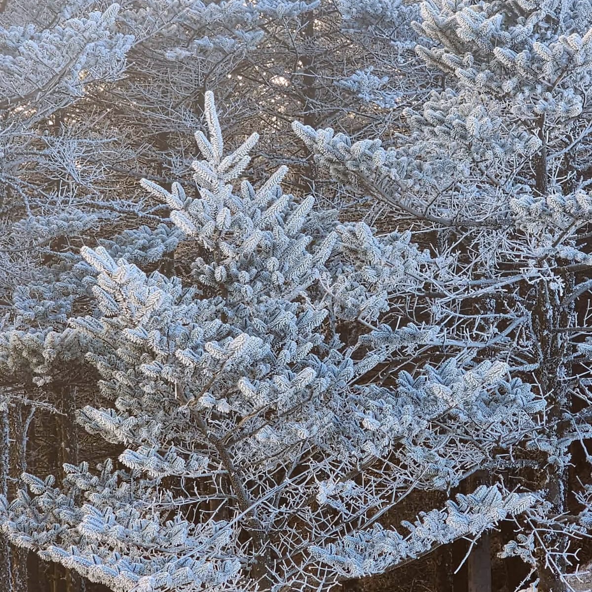 দার্জিলিঙে তুষারপাত দার্জিলিঙে তুষারপাত
