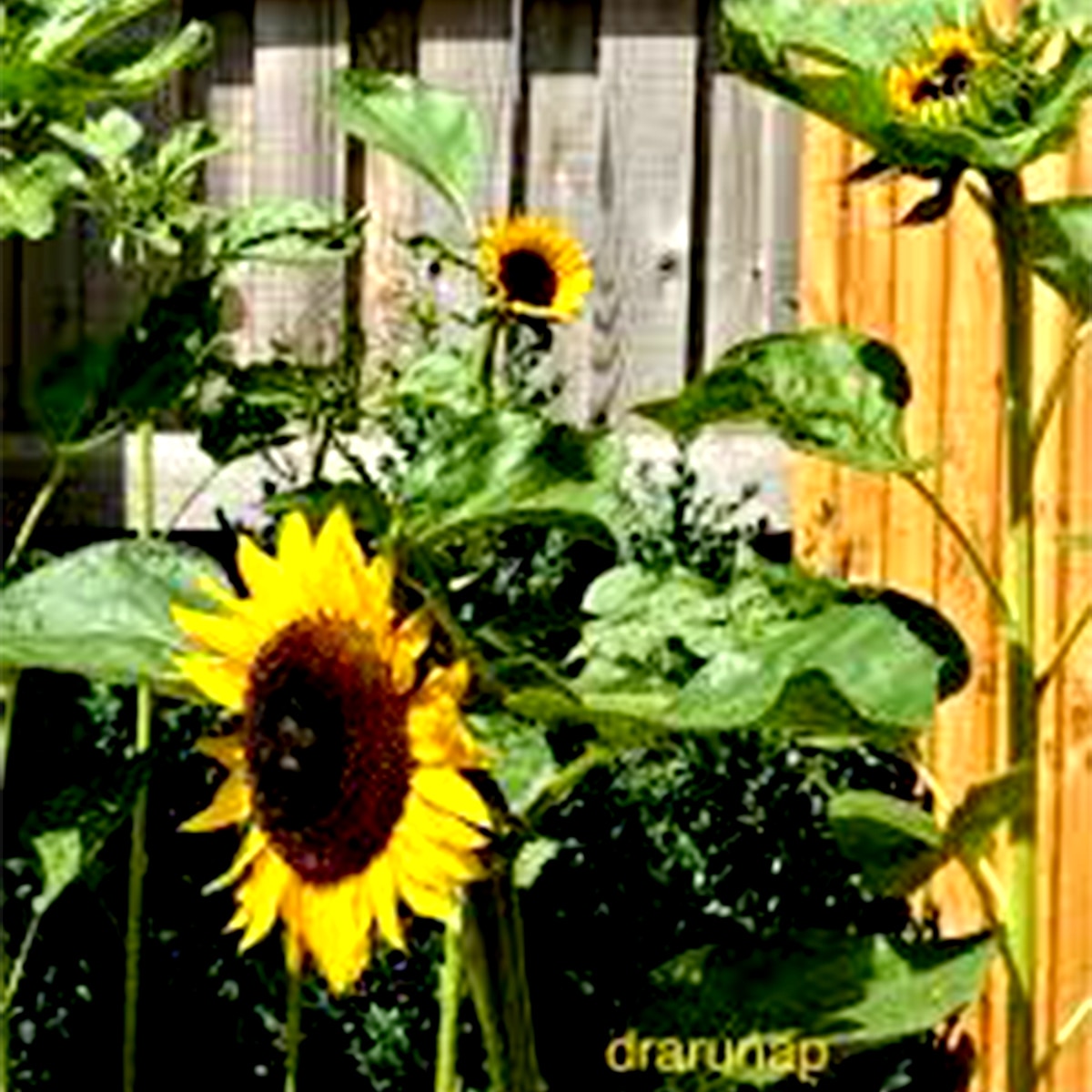 সূর্যমুখী 