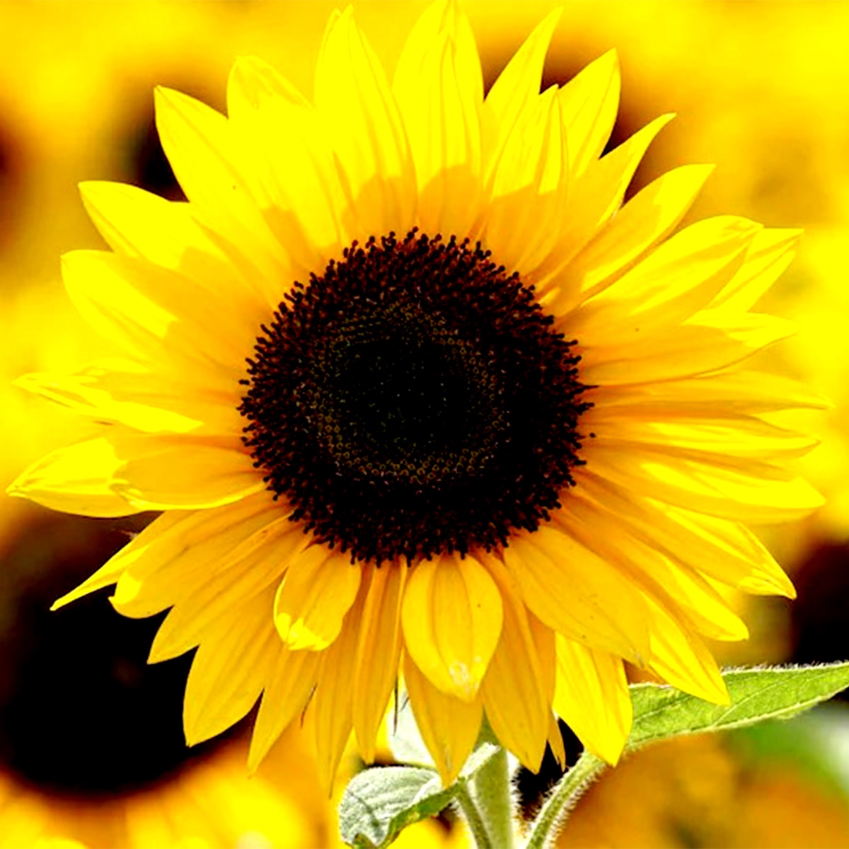 সূর্যমুখী 