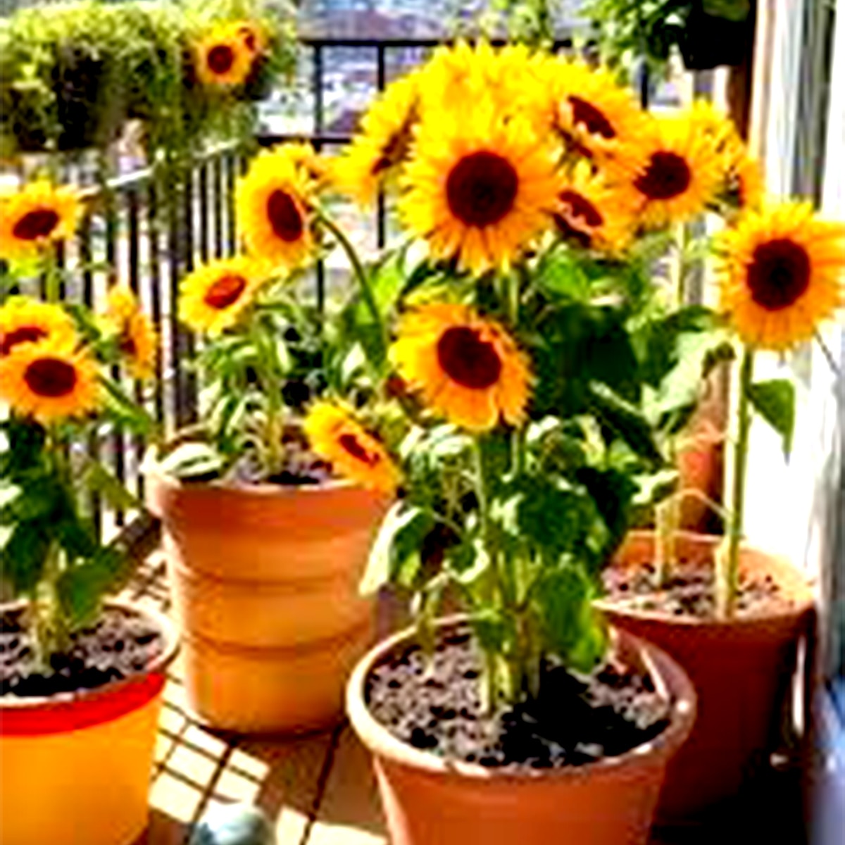 সূর্যমুখী 