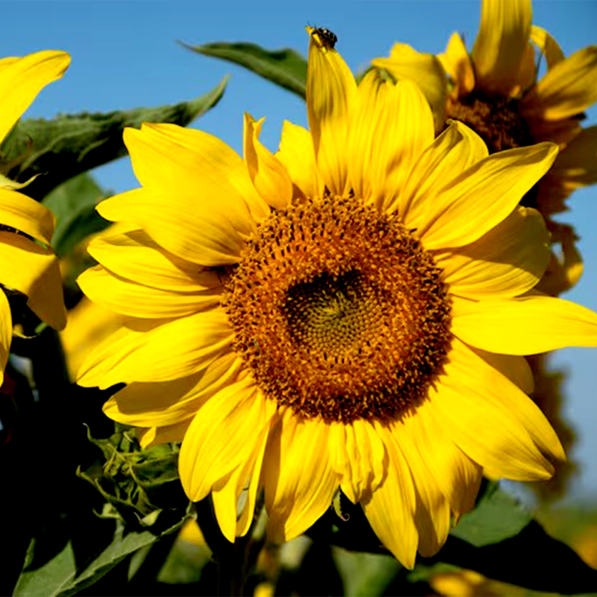 সূর্যমুখী 