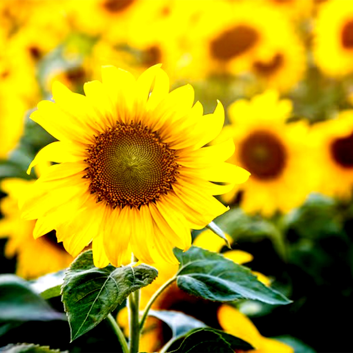 সূর্যমুখী 