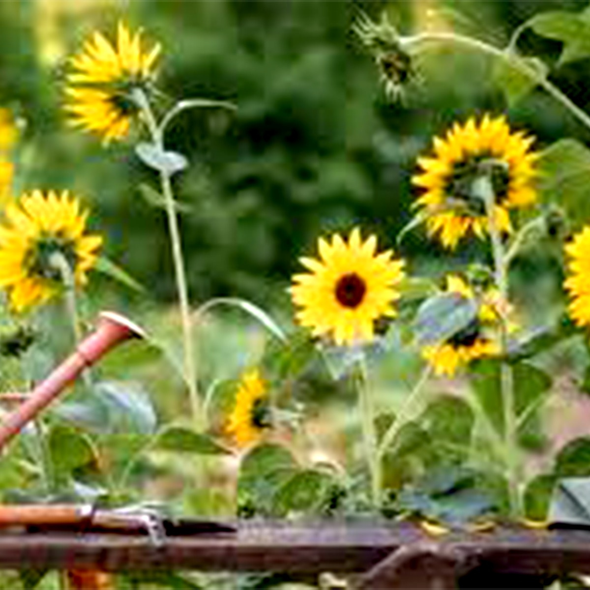 সূর্যমুখী 