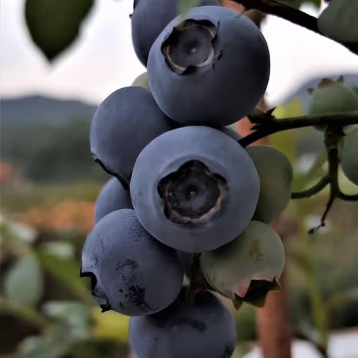 মাটির আর্দ্রতা ধরে রাখতে এবং ঠান্ডা রাখতে পাত্রের উপরে শুকনো পাতা বা কাঠের খোসা রাখুন। মাটির আর্দ্রতা ধরে রাখতে এবং ঠান্ডা রাখতে পাত্রের উপরে শুকনো পাতা বা কাঠের খোসা রাখুন।