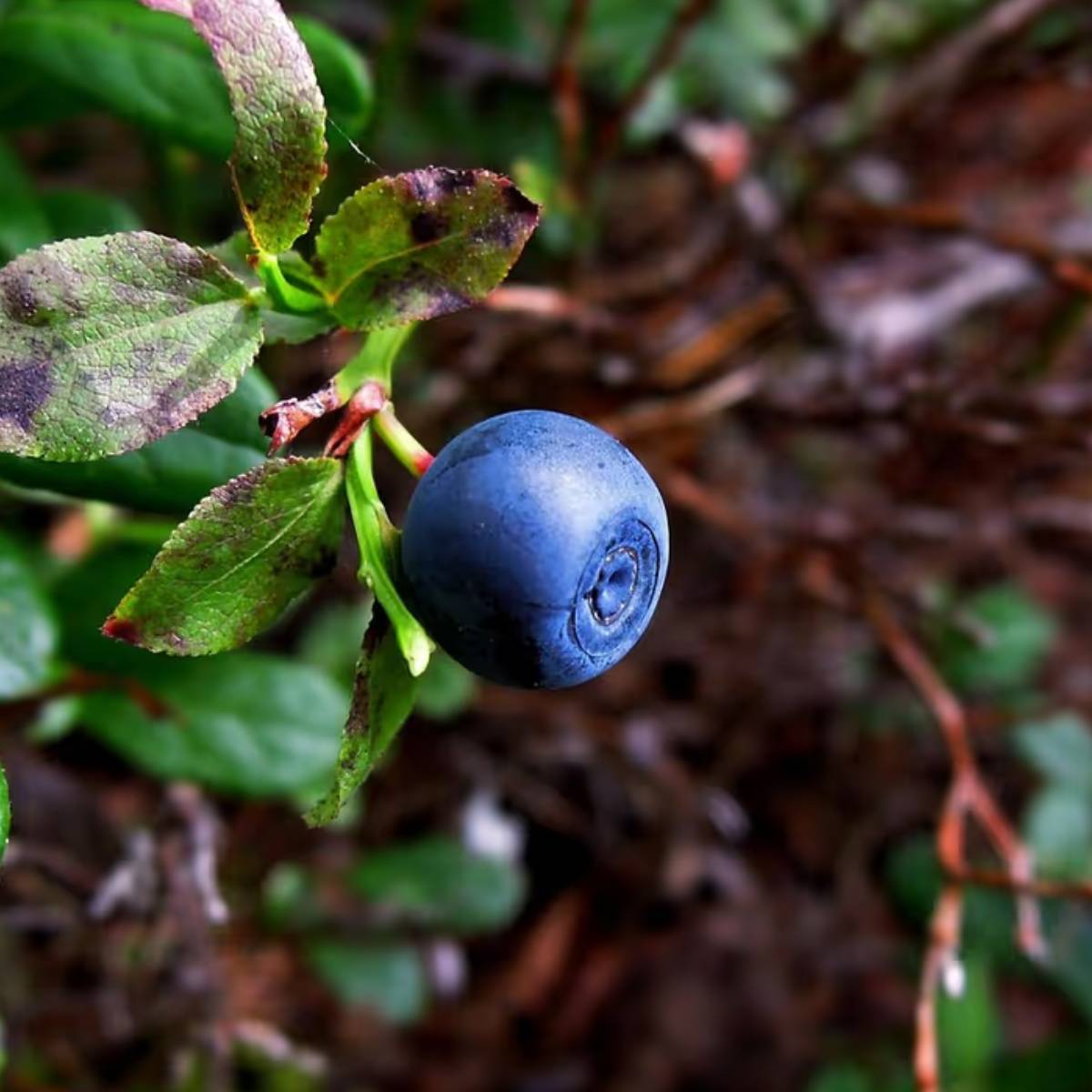 মাটি সবসময় সামান্য আর্দ্র রাখুন; অতিরিক্ত জল শিকড় পচনের কারণ হতে পারে। গ্রীষ্মকালে প্রতি ৩-৪ দিন অন্তর এবং শীতকালে সপ্তাহে ১-২ বার জল দিন। মাটি সবসময় সামান্য আর্দ্র রাখুন; অতিরিক্ত জল শিকড় পচনের কারণ হতে পারে। গ্রীষ্মকালে প্রতি ৩-৪ দিন অন্তর এবং শীতকালে সপ্তাহে ১-২ বার জল দিন।