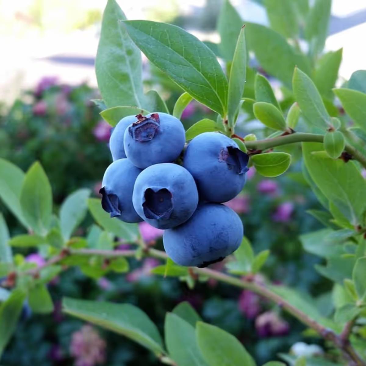 কমপক্ষে ১২-১৬ ইঞ্চি গভীর একটি পাত্র নিন, যার নীচে ভালো নিষ্কাশন গর্ত থাকবে। কমপক্ষে ১২-১৬ ইঞ্চি গভীর একটি পাত্র নিন, যার নীচে ভালো নিষ্কাশন গর্ত থাকবে।