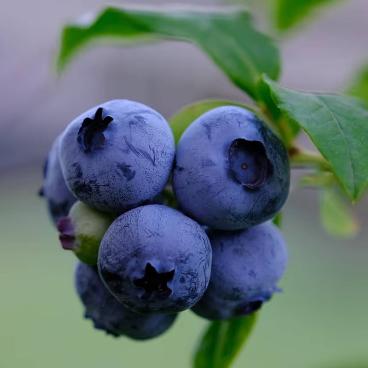 ব্লুবেরি অম্লীয় মাটি পছন্দ করে। মাটির pH: ৪.৫ থেকে ৫.৫, যার মধ্যে ৪০% বাগানের মাটি, ৩০% পিট মস/কোকোপিট, ২০% বালি এবং ১০% ভার্মিকম্পোস্ট থাকে। এই গাছটি স্বাভাবিক মাটিতে ভালো জন্মায় না। ব্লুবেরি অম্লীয় মাটি পছন্দ করে। মাটির pH: ৪.৫ থেকে ৫.৫, যার মধ্যে ৪০% বাগানের মাটি, ৩০% পিট মস/কোকোপিট, ২০% বালি এবং ১০% ভার্মিকম্পোস্ট থাকে। এই গাছটি স্বাভাবিক মাটিতে ভালো জন্মায় না।