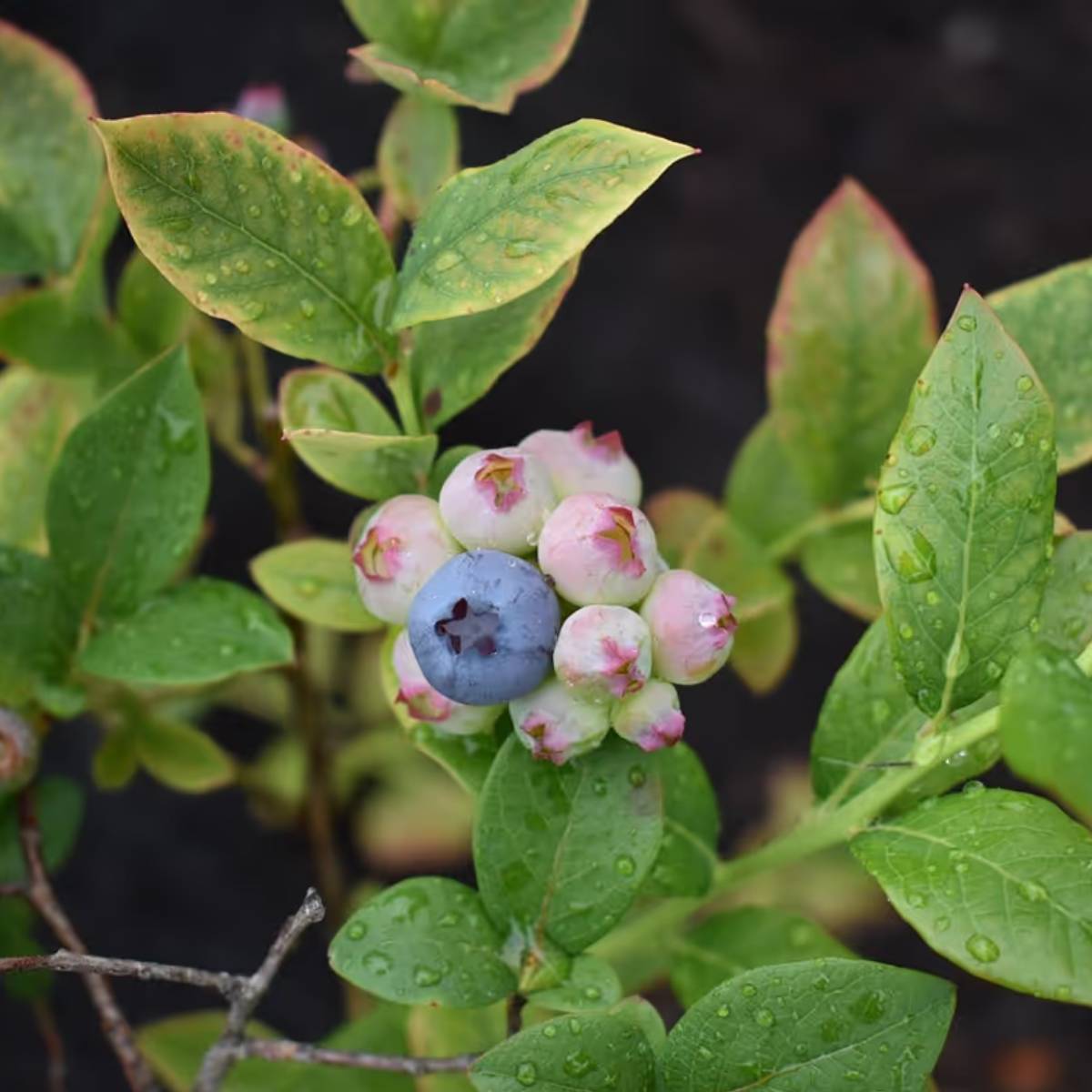 কমপক্ষে ১২-১৬ ইঞ্চি গভীর একটি পাত্র নিন, যার নীচে ভালো নিষ্কাশন গর্ত থাকবে। কমপক্ষে ১২-১৬ ইঞ্চি গভীর একটি পাত্র নিন, যার নীচে ভালো নিষ্কাশন গর্ত থাকবে।