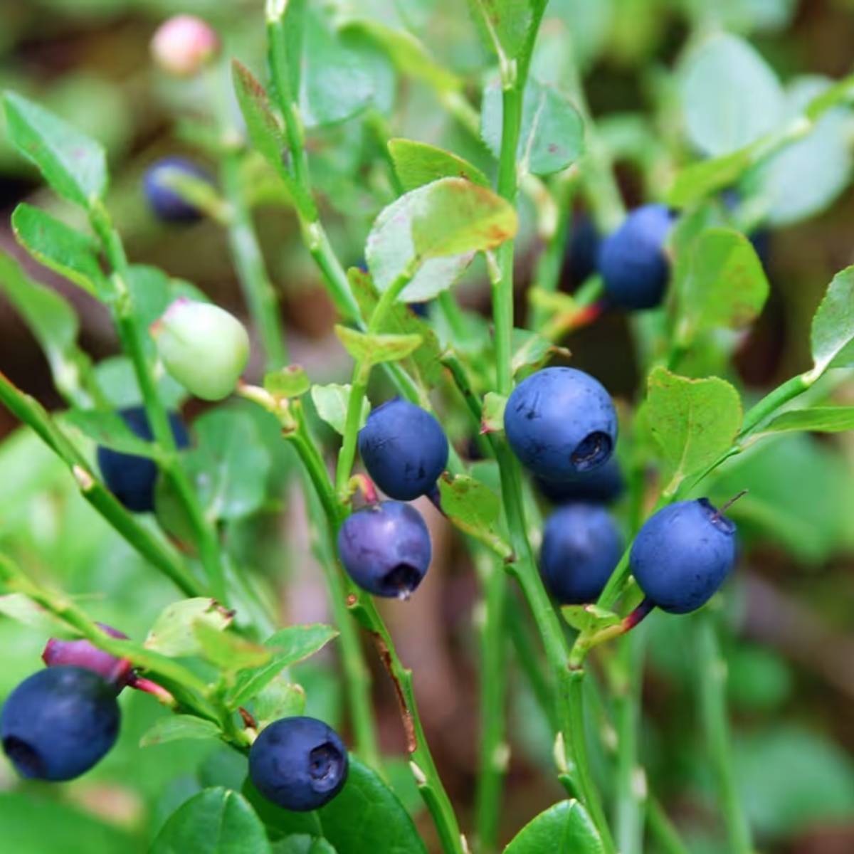 ব্লুবেরি একটি স্বাস্থ্যকর এবং ব্যয়বহুল ফল, তবে সঠিক যত্নের সঙ্গে, আপনি এগুলি বাড়িতে একটি টবে চাষ করতে পারেন। সামান্য প্রচেষ্টা এবং ধৈর্যের সঙ্গে, এই গাছটি বছরের পর বছর ধরে ফল দিতে পারে। ব্লুবেরি একটি স্বাস্থ্যকর এবং ব্যয়বহুল ফল, তবে সঠিক যত্নের সঙ্গে, আপনি এগুলি বাড়িতে একটি টবে চাষ করতে পারেন। সামান্য প্রচেষ্টা এবং ধৈর্যের সঙ্গে, এই গাছটি বছরের পর বছর ধরে ফল দিতে পারে।