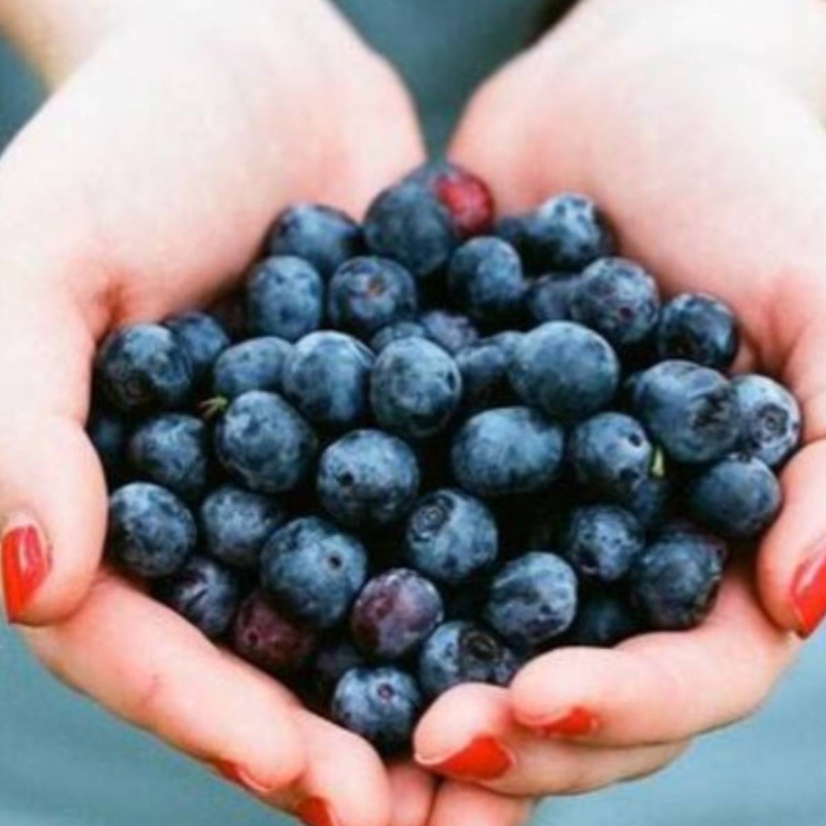 মাসে একবার কম্পোস্ট চা বা জৈব তরল সার প্রয়োগ করুন। অতিরিক্ত সার দেবেন না। মাসে একবার কম্পোস্ট চা বা জৈব তরল সার প্রয়োগ করুন। অতিরিক্ত সার দেবেন না।