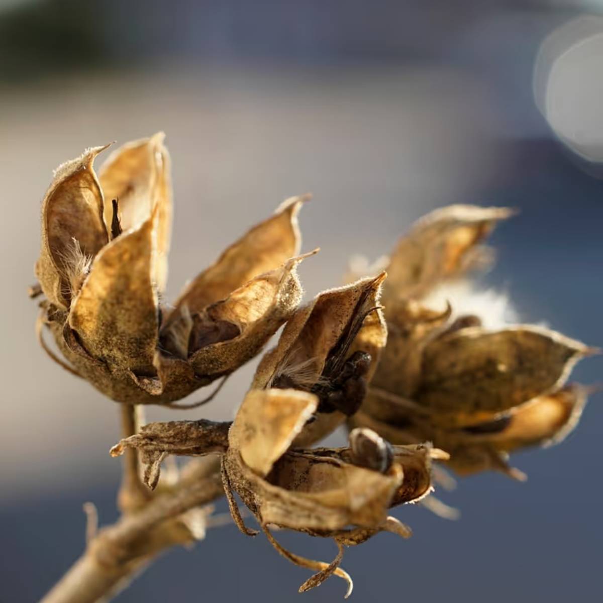 শীতকালে অতিরিক্ত সার প্রয়োগ এড়িয়ে চলুন; মাসে একবার হালকা জৈব সার প্রয়োগই যথেষ্ট। ভার্মিকম্পোস্ট/গোবর সার অল্প পরিমাণে ব্যবহার করাই ভালো।