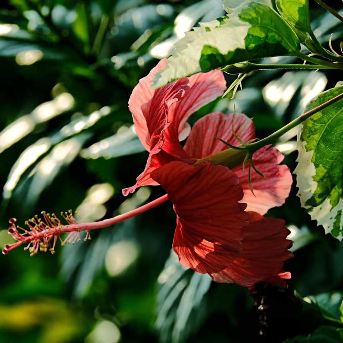 ঋতু পরিবর্তনের সময়, যদি গাছটি কমপক্ষে ৫-৬ ঘন্টা সরাসরি সূর্যালোক পায়, তাহলে পাতা দুর্বল হয় না এবং শক্তি বজায় থাকে।