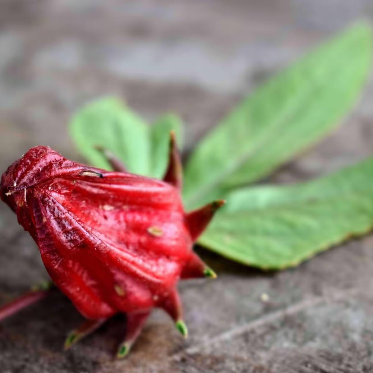 শীতকালে জবা গাছের বৃদ্ধি ধীর হয়ে যায়, তাই জল দেওয়া কমিইয়ে দিন। মাটি শুষ্ক মনে হলেই কেবল জল দিন; অতিরিক্ত আর্দ্রতা শিকড়ের ক্ষতি করতে পারে।