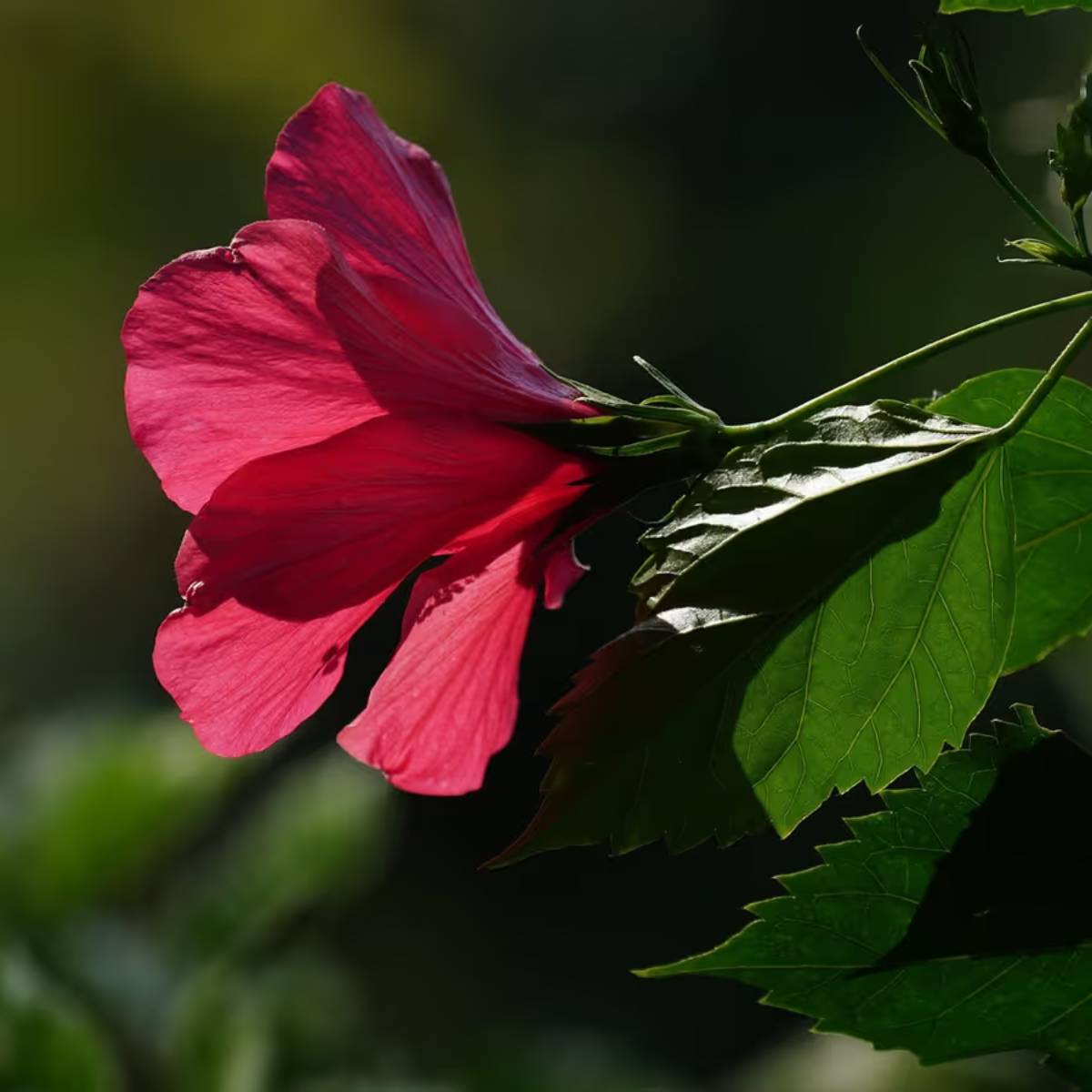 আমরা এই প্রতিবেদনে শীতে জবা গাছের যত্ন কীভাবে নেবেন। কারণ পাতা ঝরে পড়তে শুরু করলে গাছ বাঁচানো সমস্যার হয়ে যেতে পারে।