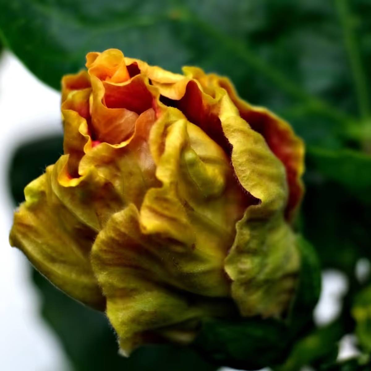 শীতকালে জবা গাছের মতো গ্রীষ্মকালীন উদ্ভিদের বৃদ্ধি ধীর হতে পারে এমনকি পাতা ঝরেও যেতে পারে। ঠান্ডা ঋতুতে তাদের বিশেষ মনোযোগ প্রয়োজন।