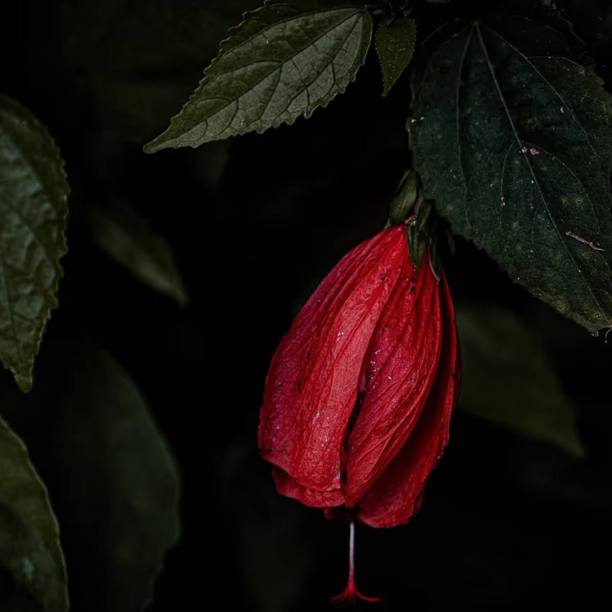 জবা গাছ প্রায় প্রতিটি বাড়িতেই থাকে। ঠাকুরকে পুজো দেওয়ার জন্য জবা ফুল খুব গুরুত্বপূর্ণ। আর সে কারণেই প্রায় প্রতিটি বাড়িতে লাগানো হয় এই গাছ।