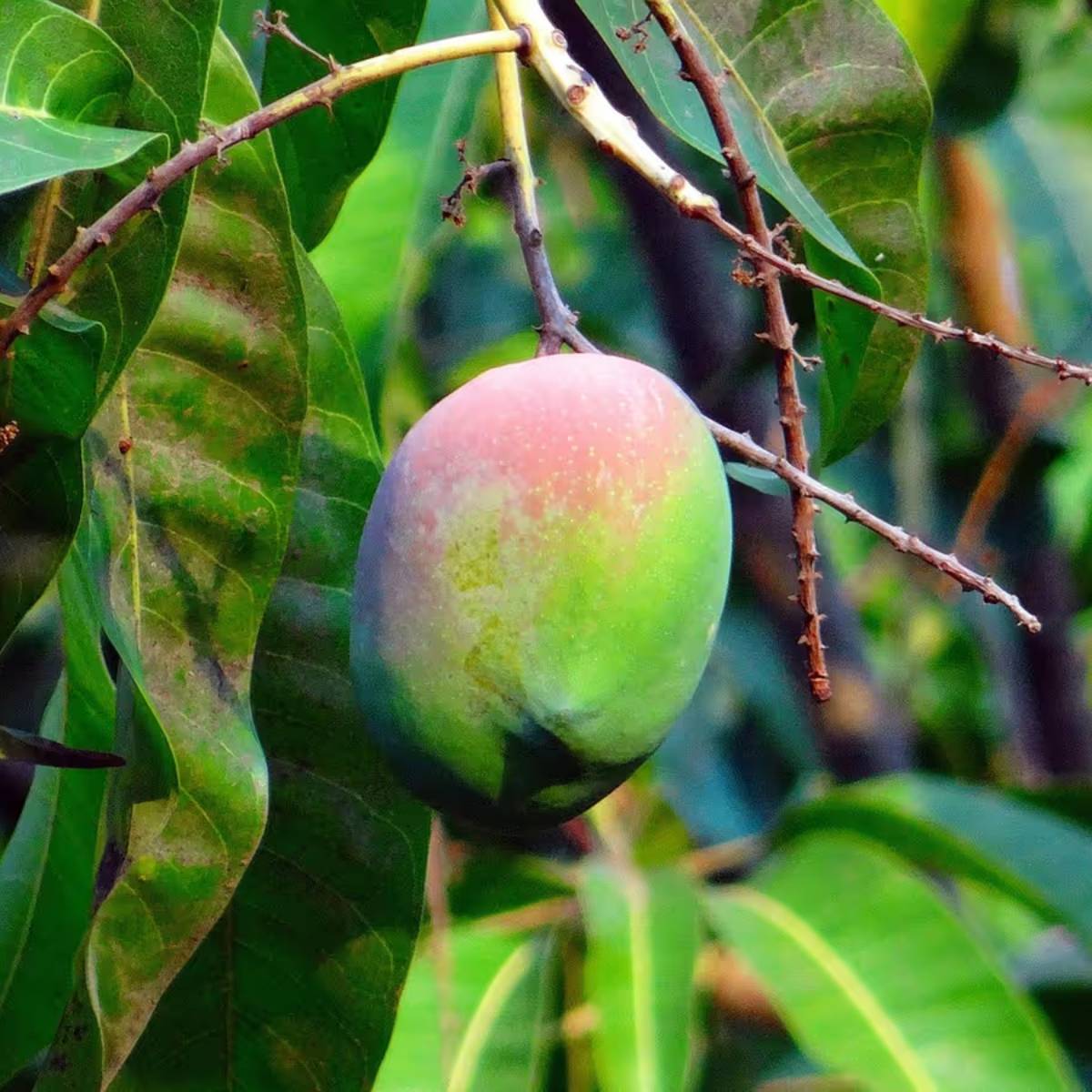 কৃষকরা সুপারিশ করেন যে এই পর্যায়ে ভিটামিন/পুষ্টি স্প্রে, আরও ভালো সার মিশ্রণ এবং সঠিক পুষ্টি স্প্রে করা উপকারী।