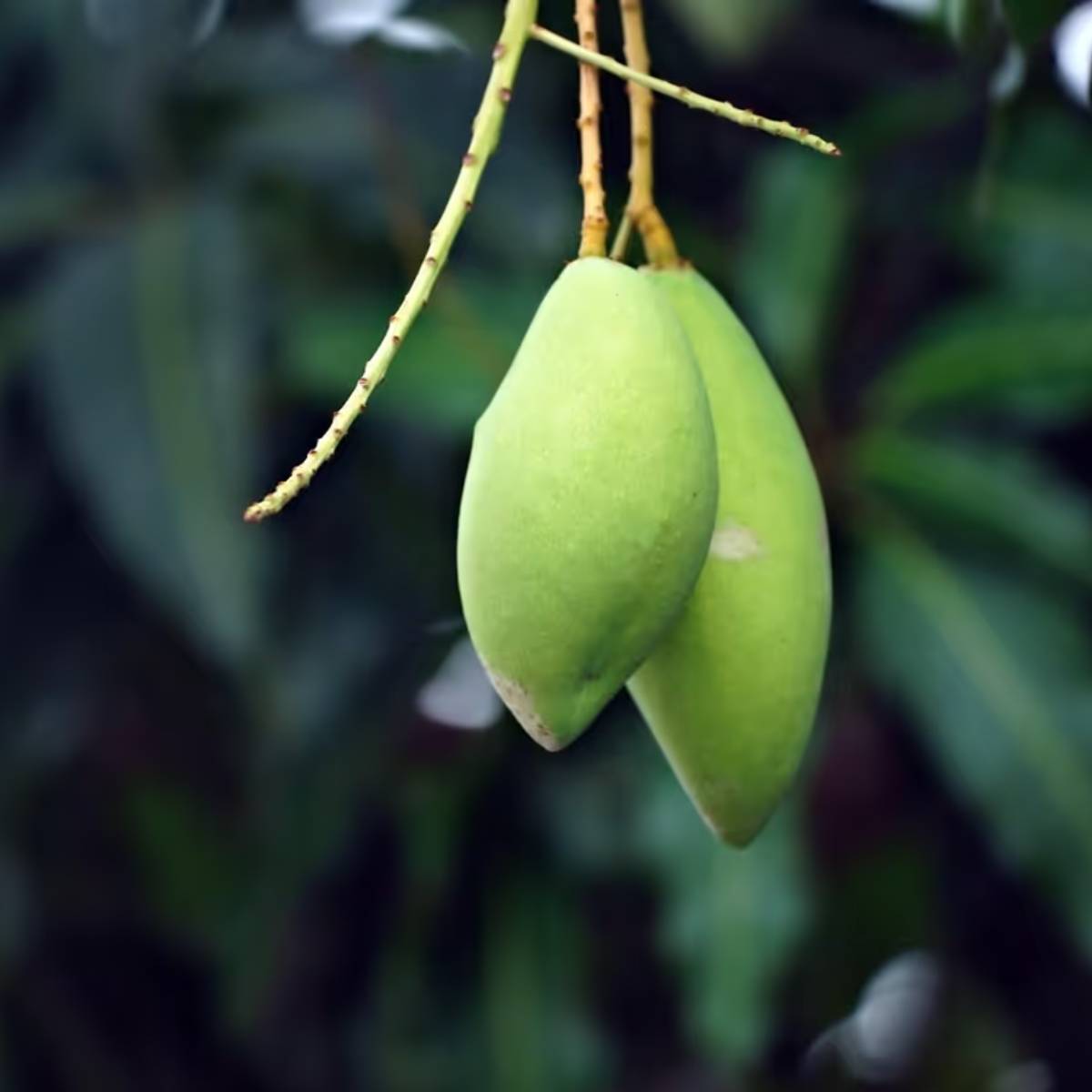 উপরন্তু, এই ঋতুতে, বিশেষ করে হালকা বৃষ্টি বা আর্দ্রতার সময়কালে, পোকামাকড় এবং রোগের বিরুদ্ধে সুরক্ষা অপরিহার্য, যাতে ফুল এবং ফুল নিরাপদ থাকে এবং ঝরে না পড়ে।