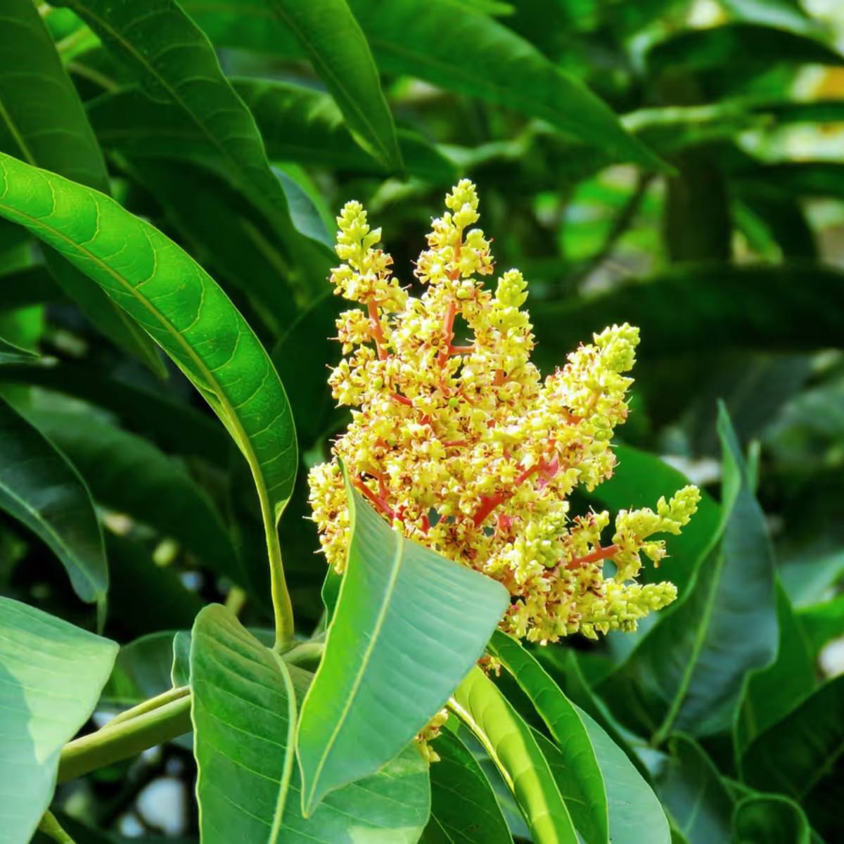 দ্রুত মুকুল জন্মাবে। শুধু তাই নয়, এই মুকুল দ্রুত ঝড়েও পড়বে না। তাই এই স্প্রে ঠিকভাবে করতে পারলে আম ধরবে।