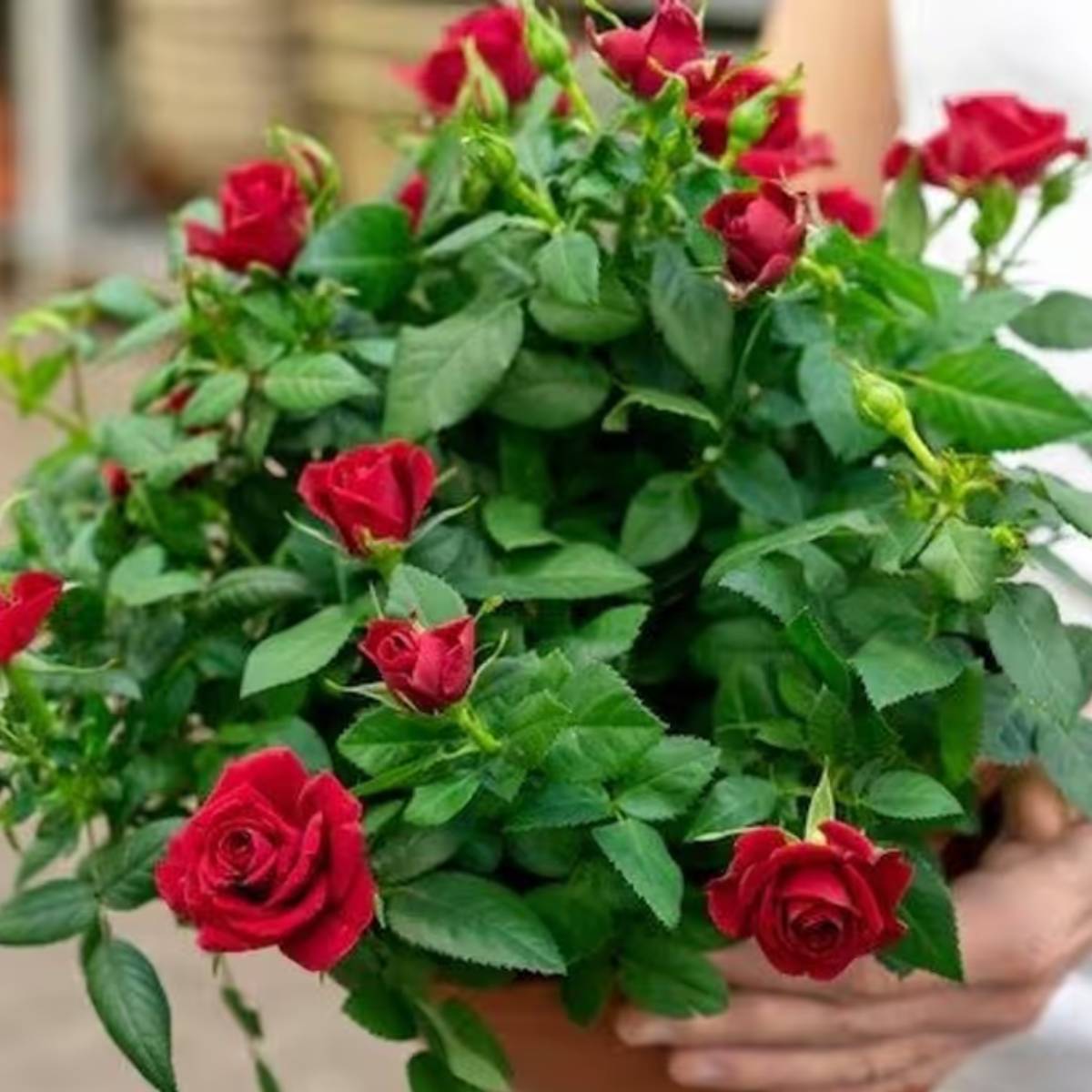 গোলাপের পাত্রের উপরের মাটিতে এই মিশ্রণটি হালকাভাবে মিশিয়ে দিন। সপ্তাহে একবার ব্যবহার করুন। গোলাপের পাত্রের উপরের মাটিতে এই মিশ্রণটি হালকাভাবে মিশিয়ে দিন। সপ্তাহে একবার ব্যবহার করুন।