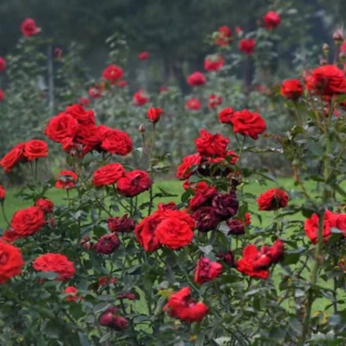 ব্যবহৃত চা পাতা ভালো করে ধুয়ে শুকিয়ে নিন। ব্যবহৃত চা পাতা ভালো করে ধুয়ে শুকিয়ে নিন।