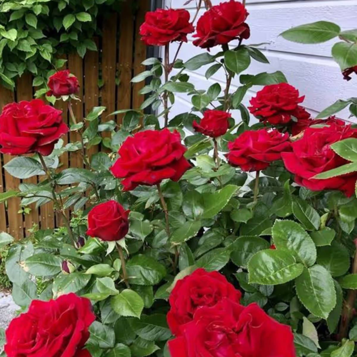 যাঁরা নতুন নতুন গাছের শখ লালন করতে শুরু করেছেন, তাঁরা জেনে রাখুন৷ ব্রেকফাস্টে আমরা অনেকেই শীতকালে চা, পাউরুটি, ডিম সেদ্ধ, কলা সহযোগে খেয়ে থাকি৷ এর মধ্যে তিনটিতেই লুকিয়ে রয়েছে দুর্দান্ত সারের রহস্য৷ যাঁরা নতুন নতুন গাছের শখ লালন করতে শুরু করেছেন, তাঁরা জেনে রাখুন৷ ব্রেকফাস্টে আমরা অনেকেই শীতকালে চা, পাউরুটি, ডিম সেদ্ধ, কলা সহযোগে খেয়ে থাকি৷ এর মধ্যে তিনটিতেই লুকিয়ে রয়েছে দুর্দান্ত সারের রহস্য৷