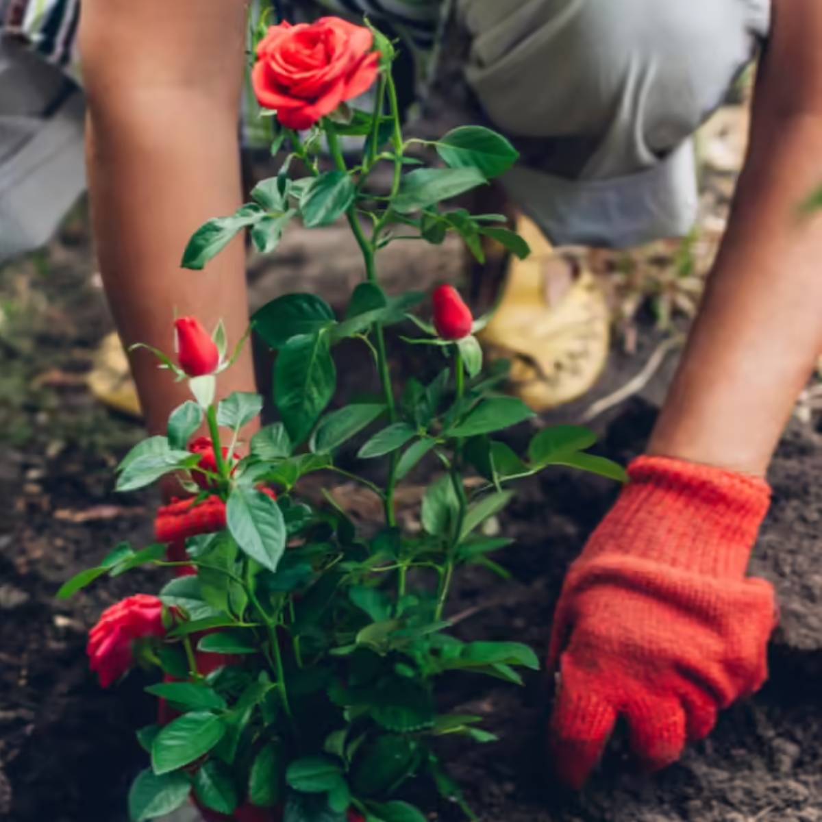 যদি আপনার গোলাপ গাছে ঠিকমতো ফুল না আসে, তাহলে ব্যবহৃত চা পাতা দিয়ে তৈরি সার খুবই কার্যকর হতে পারে। যদি আপনার গোলাপ গাছে ঠিকমতো ফুল না আসে, তাহলে ব্যবহৃত চা পাতা দিয়ে তৈরি সার খুবই কার্যকর হতে পারে।