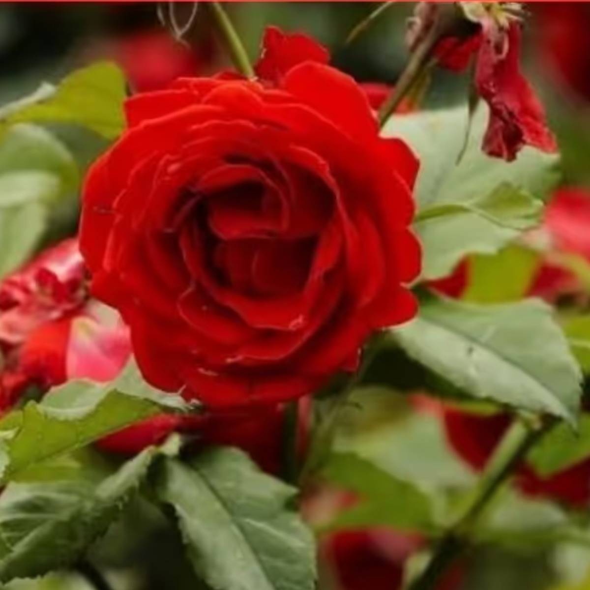 অনেকেই মনে করেন গোলাপ খুব সুখী গাছ৷ একটু এদিক থেকে ওদিক হলেই আর বাঁচানো যায় না৷ অনেকে আবার বলেন, গাছ তড়বড়িয়ে বাড়লেও ফুল আসতে চায় না মোটেই৷ অনেকেই মনে করেন গোলাপ খুব সুখী গাছ৷ একটু এদিক থেকে ওদিক হলেই আর বাঁচানো যায় না৷ অনেকে আবার বলেন, গাছ তড়বড়িয়ে বাড়লেও ফুল আসতে চায় না মোটেই৷