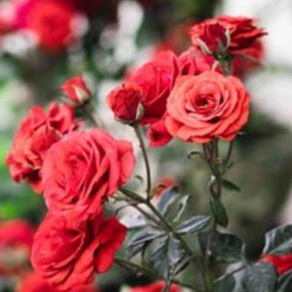 গোলাপ গাছকে সুস্থ রাখা এবং চলটজলদি ফুল আনার জন্য রয়েছে কিছু ঘরোয়া উপায়৷ এই প্রতিবেদনে সে সব নিয়েই আলোচনা করব আমরা৷ গোলাপ গাছকে সুস্থ রাখা এবং চলটজলদি ফুল আনার জন্য রয়েছে কিছু ঘরোয়া উপায়৷ এই প্রতিবেদনে সে সব নিয়েই আলোচনা করব আমরা৷