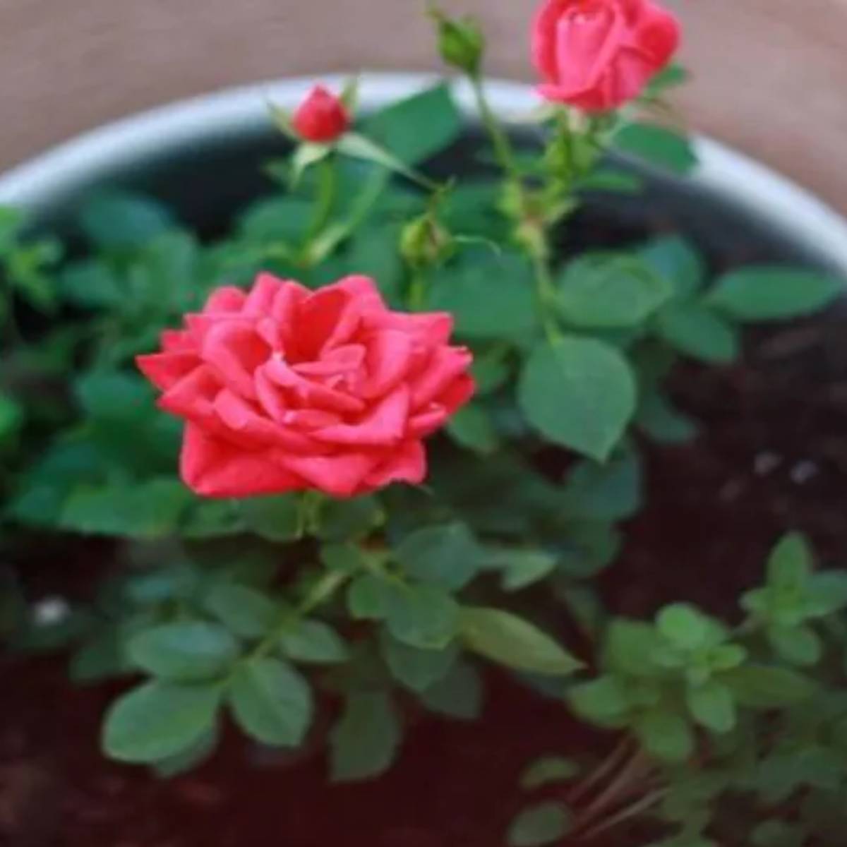 মাটিতে নাইট্রোজেন বৃদ্ধি পায়। গোলাপের পাতা সবুজ এবং চকচকে হয়। ফুল আরও অসংখ্য এবং বড় হয়। মাটিতে নাইট্রোজেন বৃদ্ধি পায়। গোলাপের পাতা সবুজ এবং চকচকে হয়। ফুল আরও অসংখ্য এবং বড় হয়।