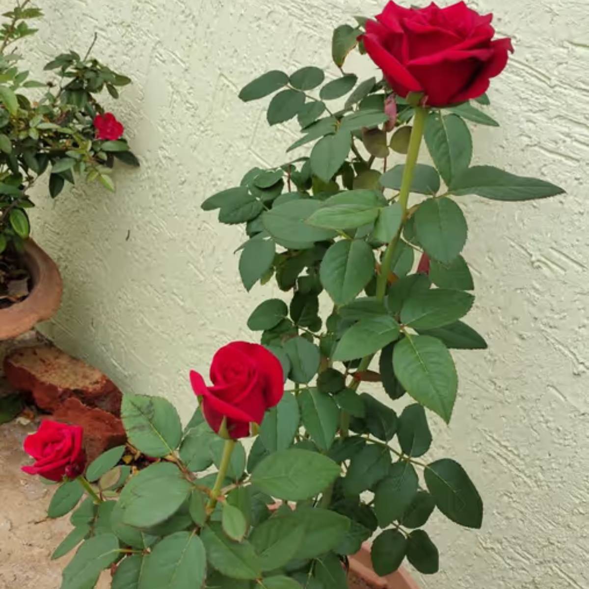 মনে রাখবেন, ভেজা বা না ধোয়া চা পাতা সরাসরি যোগ করবেন না, অন্যথায় ছত্রাক তৈরি হতে পারে। মনে রাখবেন, ভেজা বা না ধোয়া চা পাতা সরাসরি যোগ করবেন না, অন্যথায় ছত্রাক তৈরি হতে পারে।