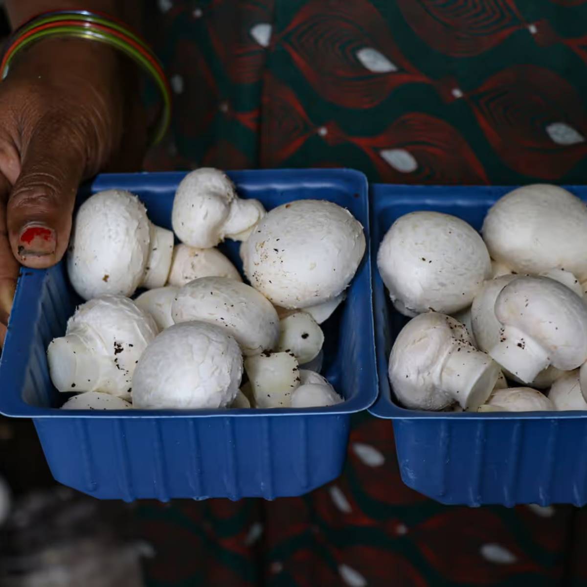 বীজ বপনের ২০-২৫ দিন পর মাশরুম জন্মাতে শুরু করে। একটি কম্পোস্ট সার ২-৩টি ফ্লাশ উৎপাদন করে, যার ফলে কৃষকরা ভালো আয় করতে পারেন।